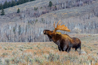 Bull Moose Calling