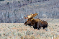Bull Moose in Field