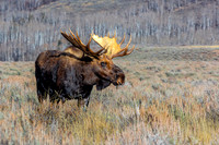 Bull Moose in Autumn Field