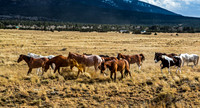 Wild Horses Running in a Field
