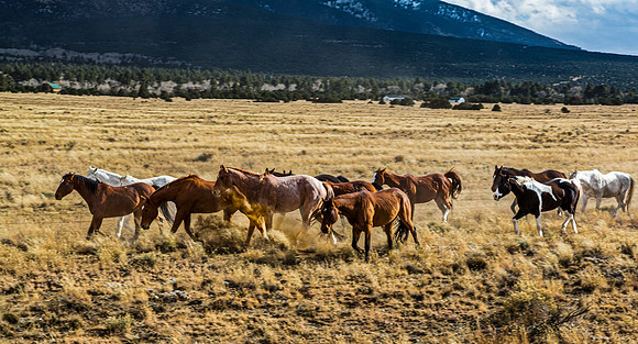 Wild Horses Running in a Field