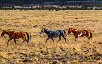 Wild Horses in a Dry Field