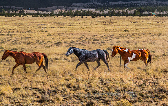 Wild Horses in a Dry Field