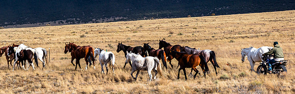 Wild Horse Roundup on Open Range