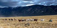Wild Horses on the Plains