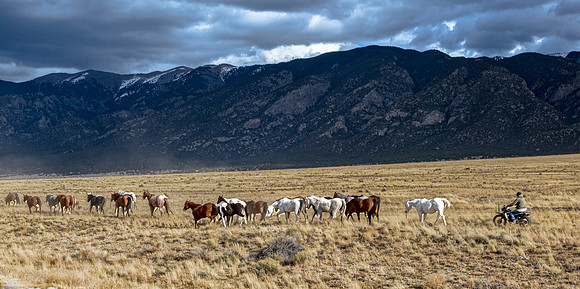 Wild Horses on the Plains