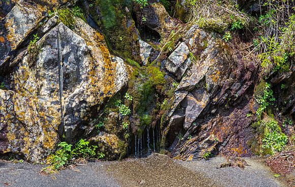 Newfound Gap Roadside