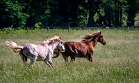 Horses Running in a Field
