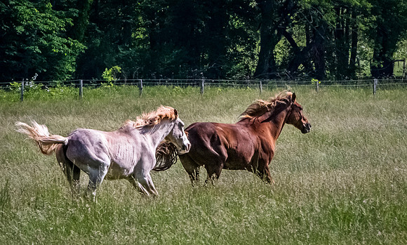 Horses Running in a Field