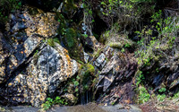 Newfound Gap Roadside