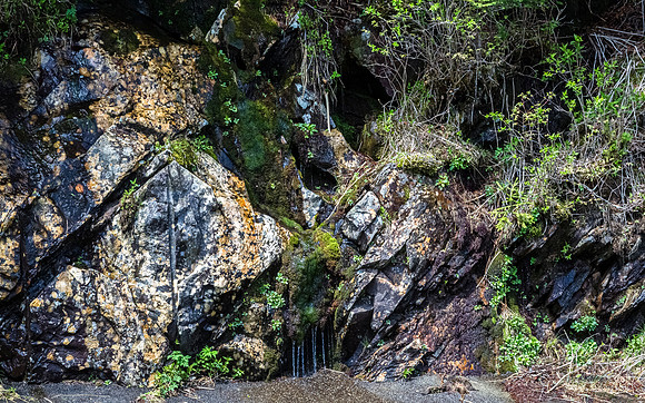 Newfound Gap Roadside