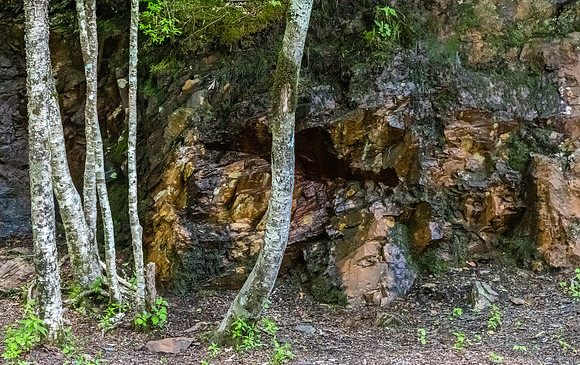 Trees Next to Mossy Rock Wall