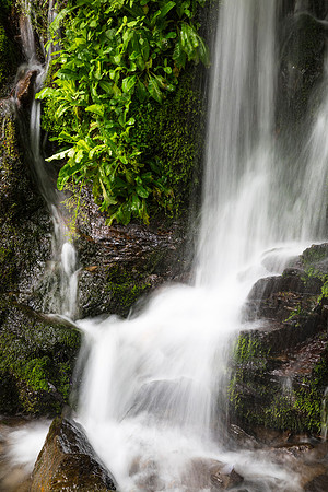 Forest Waterfall with Lush Greenery