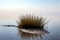 Marsh Grass in Still Water