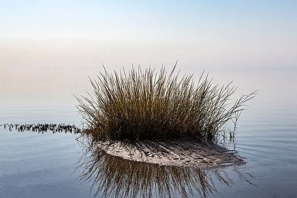 Marsh Grass in Still Water