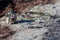 Marine Debris on Beach