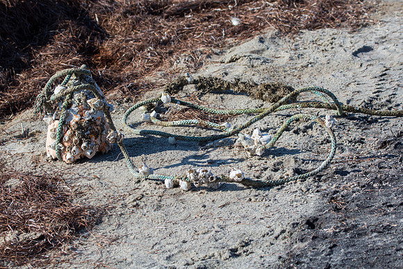 Marine Debris on Beach