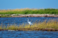 Great Egret in Wetland