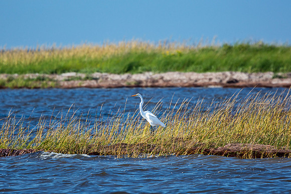 Great Egret in Wetland