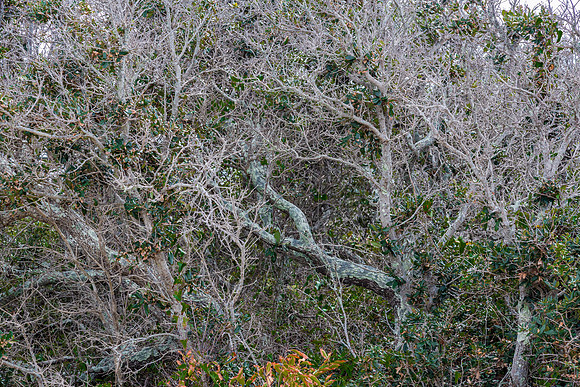 Dense Canopy of Bare Branches and Green Foliage