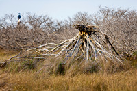 Dead Tree Roots and Lighthouse