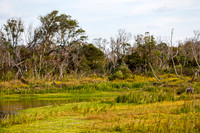 Wetland Landscape with Yellow Flowers