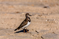 Ruddy Turnstone on Sandy Beach