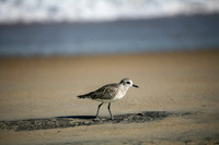 Black-bellied Plover on Beach