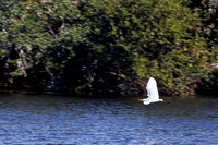 Great Egret Flying Over Water
