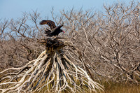 Turkey Vulture Perched on Branch Structure