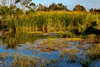 Coastal Wetland Landscape