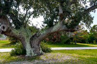 Old Live Oak Tree by Road