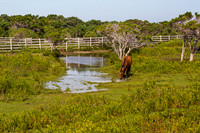 Wild Horse Drinking Water