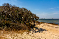 Bare Trees and Beach Scene