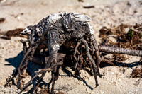 Weathered Driftwood on Beach