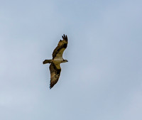 Osprey in Flight