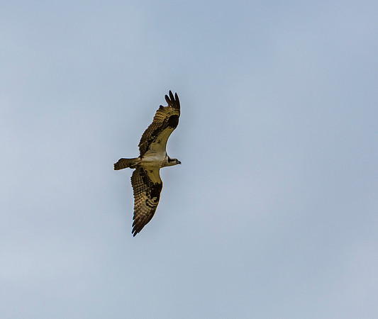 Osprey in Flight