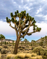 Joshua Tree NP