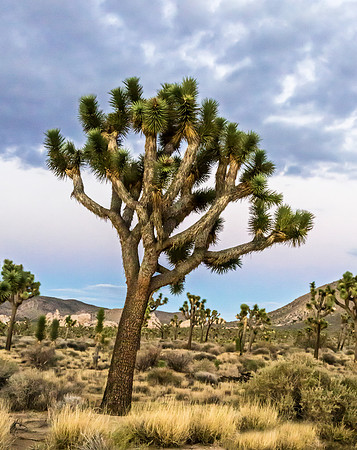 Joshua Tree in Desert Landscape