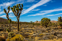 Joshua Trees in Arid Desert Landscape