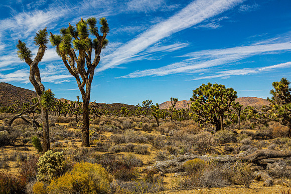 Joshua Trees in Arid Desert Landscape
