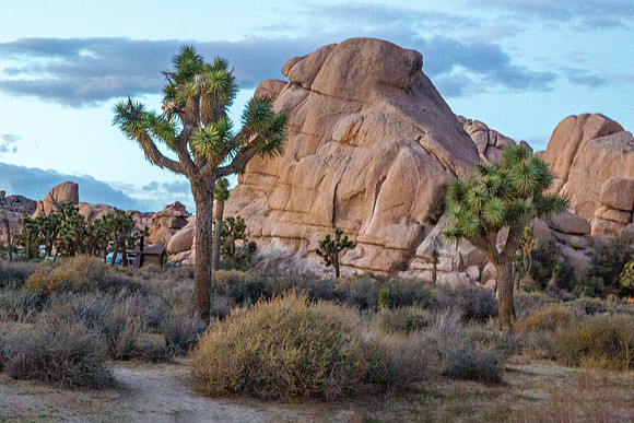 Joshua Trees and Rock Formations