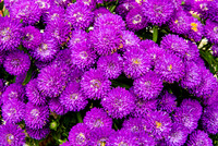 Vibrant Purple New England Aster Flowers