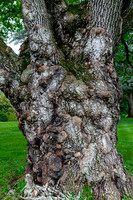 Textured Tree Bark with Burls