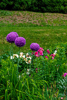 Purple Allium Flowers in Garden