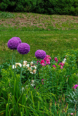 Purple Allium Flowers in Garden