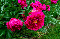 Bumblebee Pollinating Pink Peony Flower