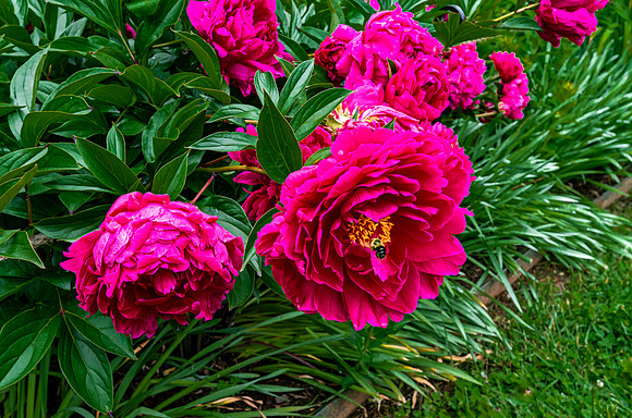 Bumblebee Pollinating Pink Peony Flower