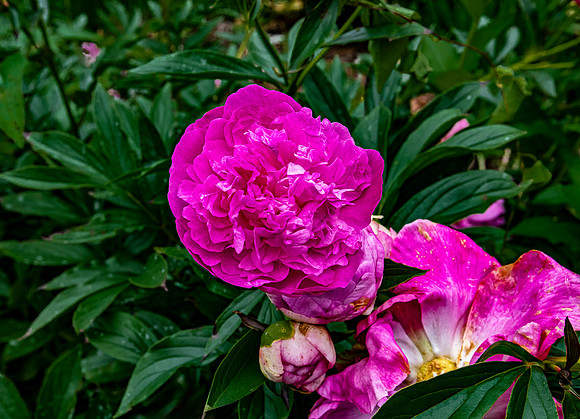 Vibrant Pink Peony Blossom in Garden