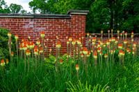 Red Hot Poker Flowers Against Brick Wall